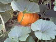 K�rbis1-ein-Klick-und-ich-werde-gro�.
