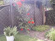 Rose1-ein-Klick-und-ich-werde-gro�.