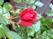 rose2-ein-Klick-und-ich-werde-gro�.