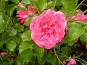 rose3-ein-Klick-und-ich-werde-gro�.