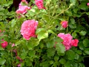 rose4-ein-Klick-und-ich-werde-gro�.