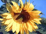 Sonnenblume-ein-Klick-und-ich-werde-gro�.