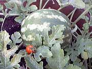Wassermelone-ein-Klick-und-ich-werde-gro�.