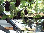 Wein-ein-Klick-und-ich-werde-gro�.